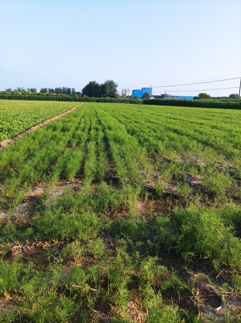 茴香茴香精品茴香