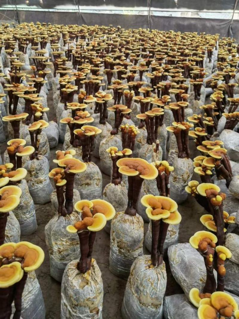 精品灵芝立栽花，生长快，好打理，大量有货，产地直发，一手