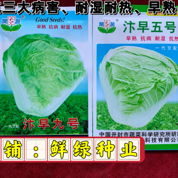 早熟白菜生育期55-60天，早熟、抗病、耐湿耐热适应性强