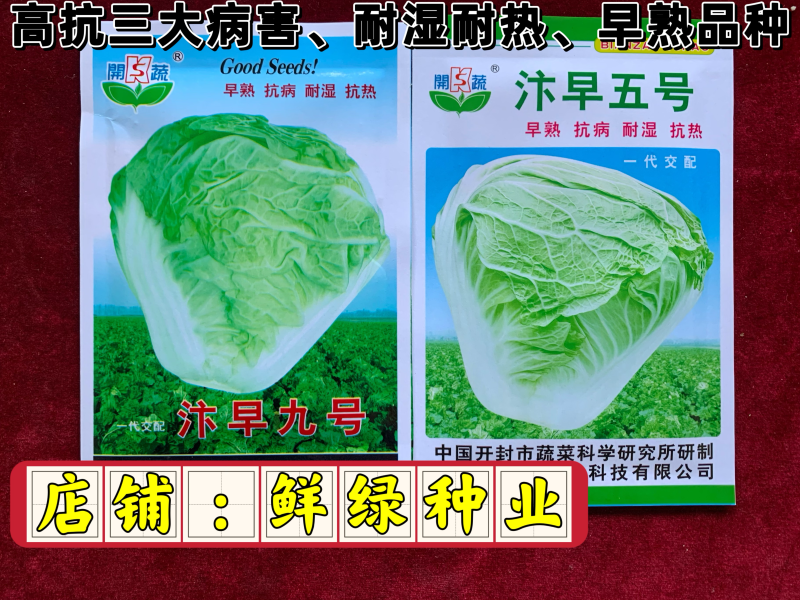 早熟白菜生育期55-60天，早熟、抗病、耐湿耐热适应性强