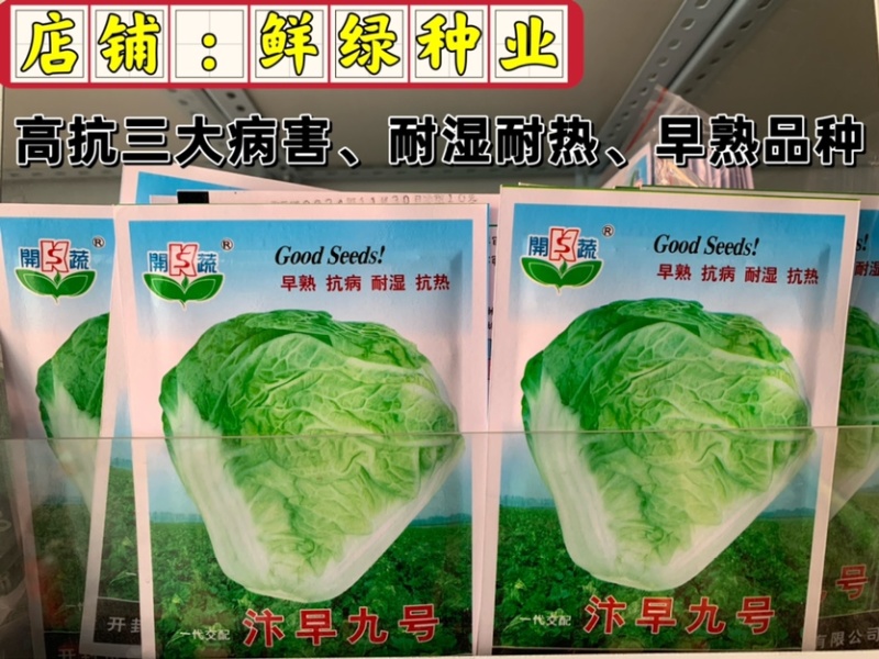 早熟白菜生育期55-60天，早熟、抗病、耐湿耐热适应性强