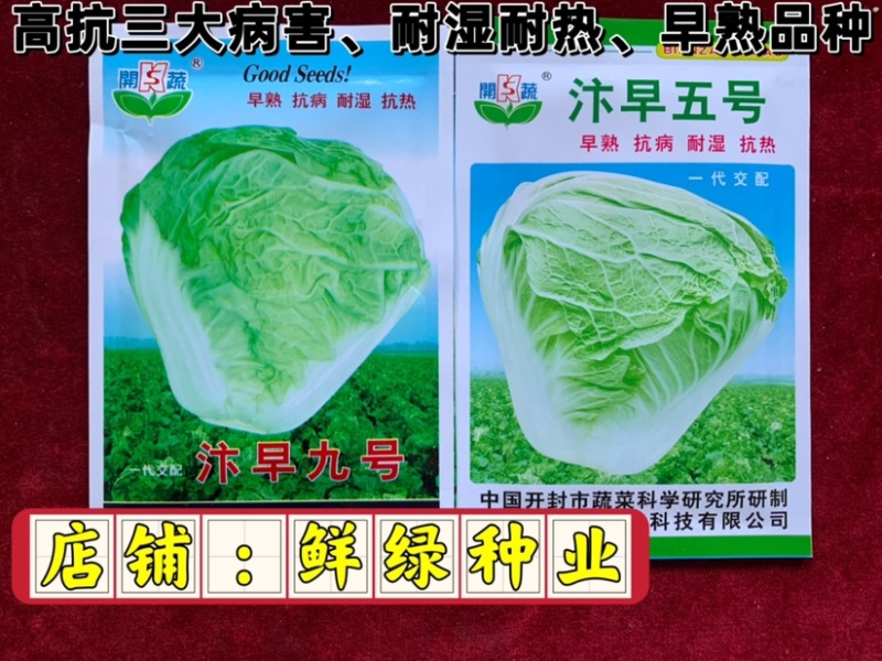 早熟白菜生育期55-60天，早熟、抗病、耐湿耐热适应性强
