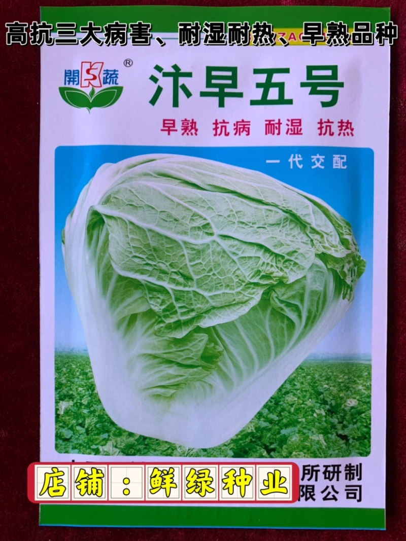 早熟白菜生育期55-60天，早熟、抗病、耐湿耐热适应性强