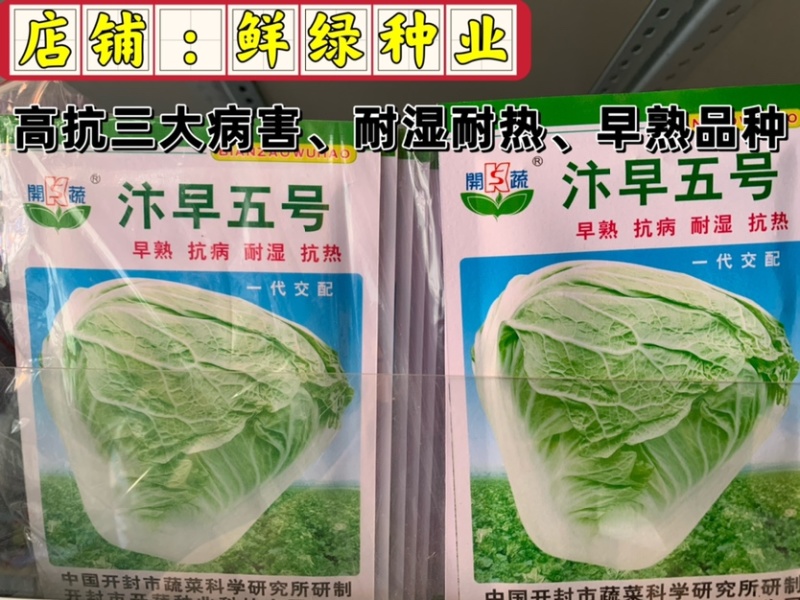 早熟白菜生育期55-60天，早熟、抗病、耐湿耐热适应性强