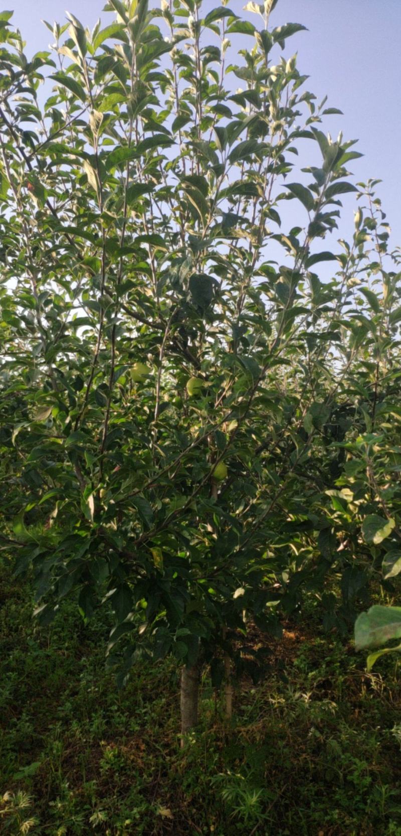 绿化，观光采摘专用苹果树，大小都有，欢迎各位老板来电
