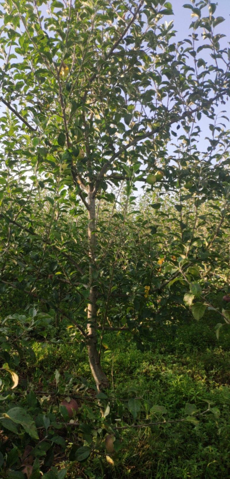 绿化，观光采摘专用苹果树，大小都有，欢迎各位老板来电