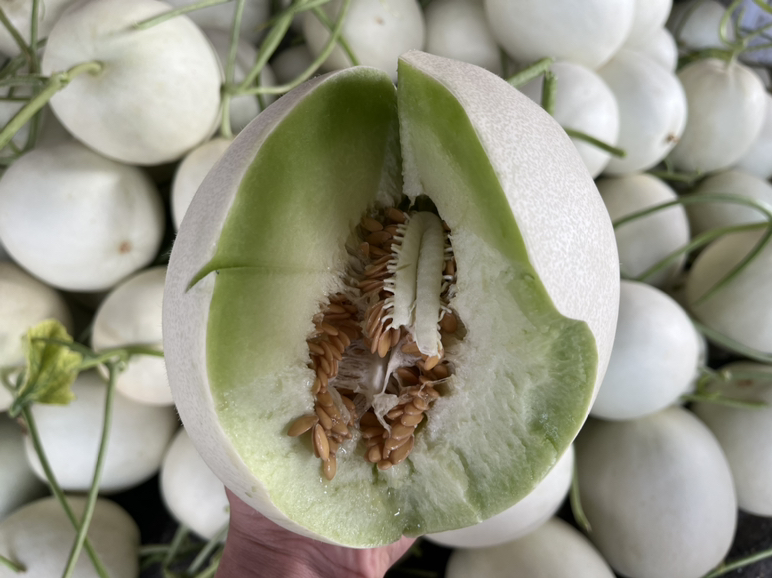 切开的玉菇甜瓜,展示其洁白细腻的果肉结构 玉菇甜瓜切开果肉展示图