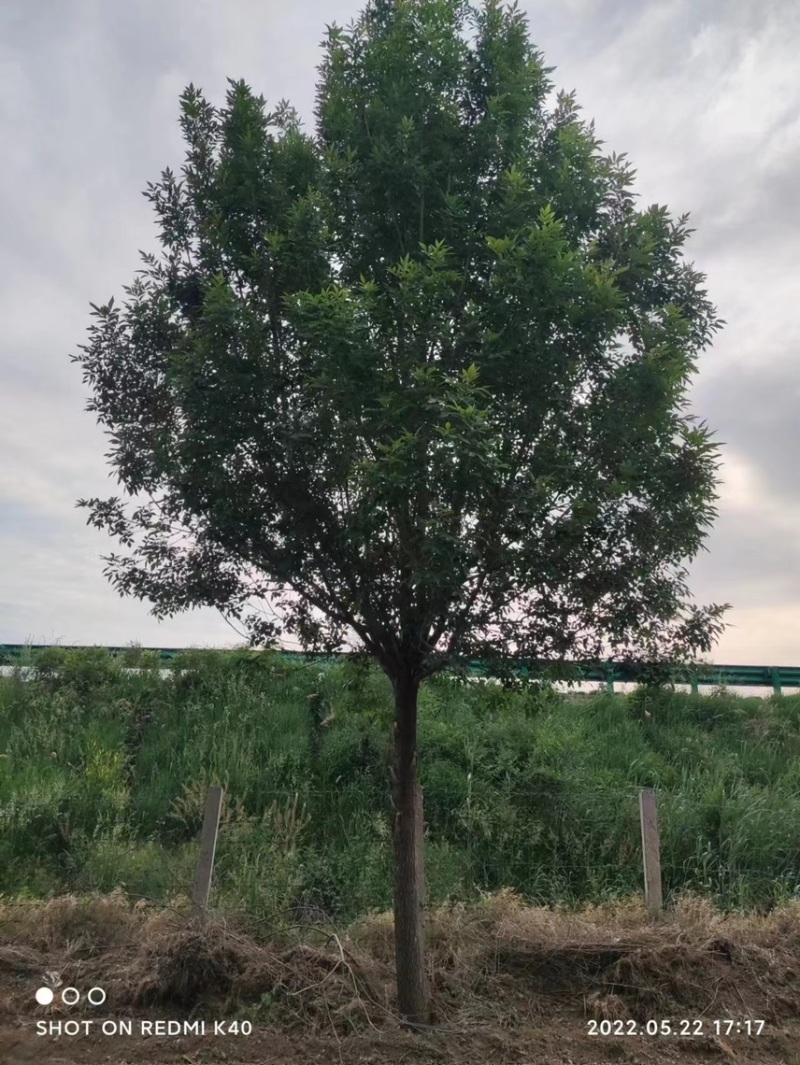 大量出售白蜡速生白蜡各种规格齐全/速生白蜡小苗/