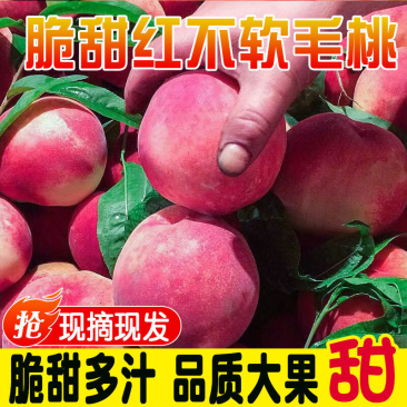 河南省三门峡市红不软毛桃大量上市品质保证一手货源
