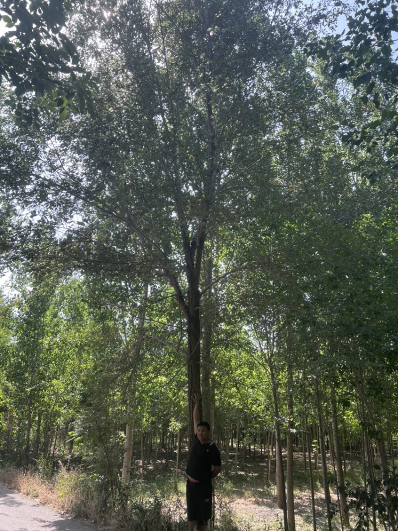 大量出售榆树/榆树小苗/2到30公分榆树