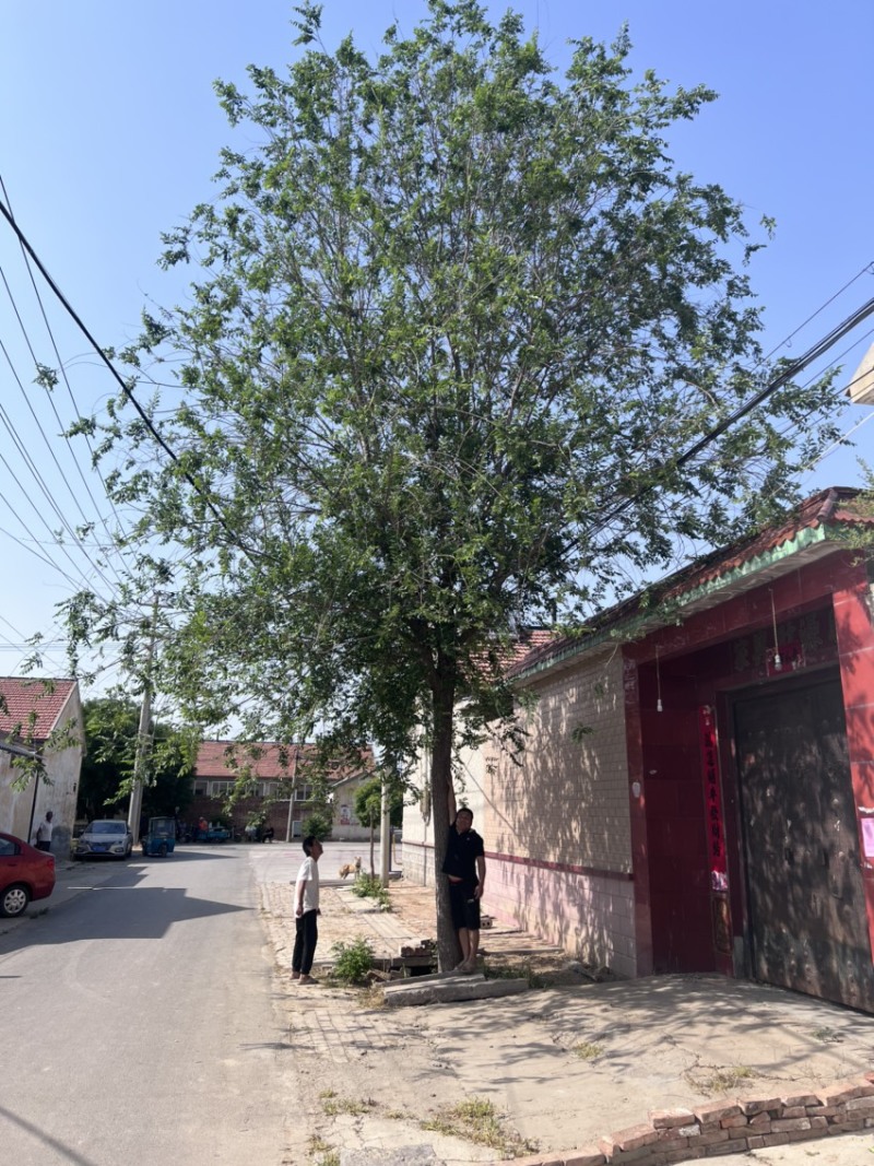 大量出售榆树/榆树小苗/2到30公分榆树