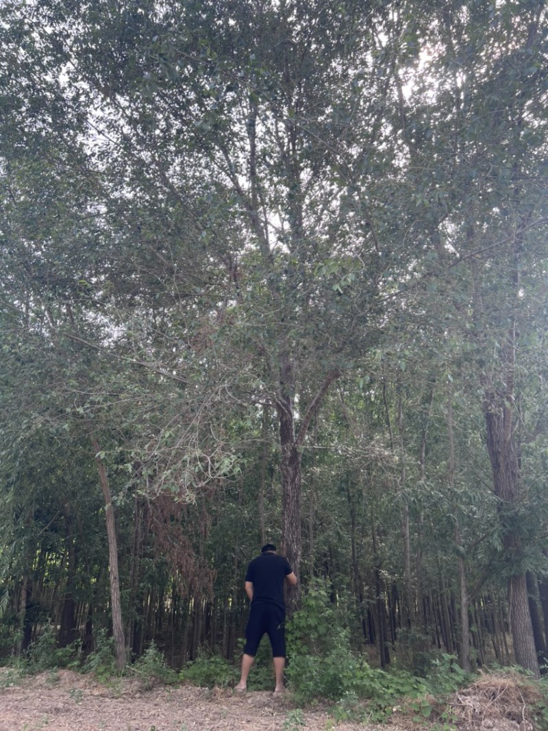 大量出售榆树/榆树小苗/2到30公分榆树