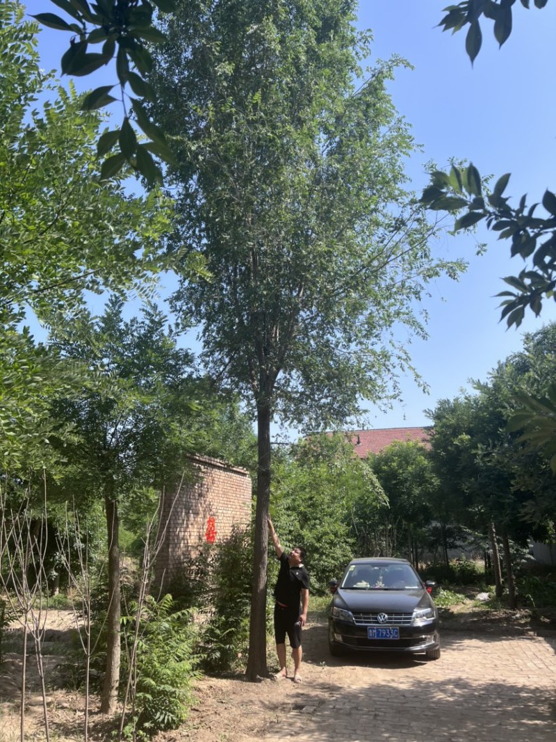 大量出售榆树/榆树小苗/2到30公分榆树