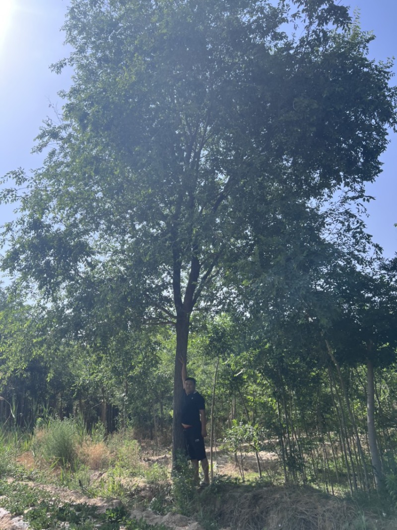 大量出售榆树/榆树小苗/2到30公分榆树