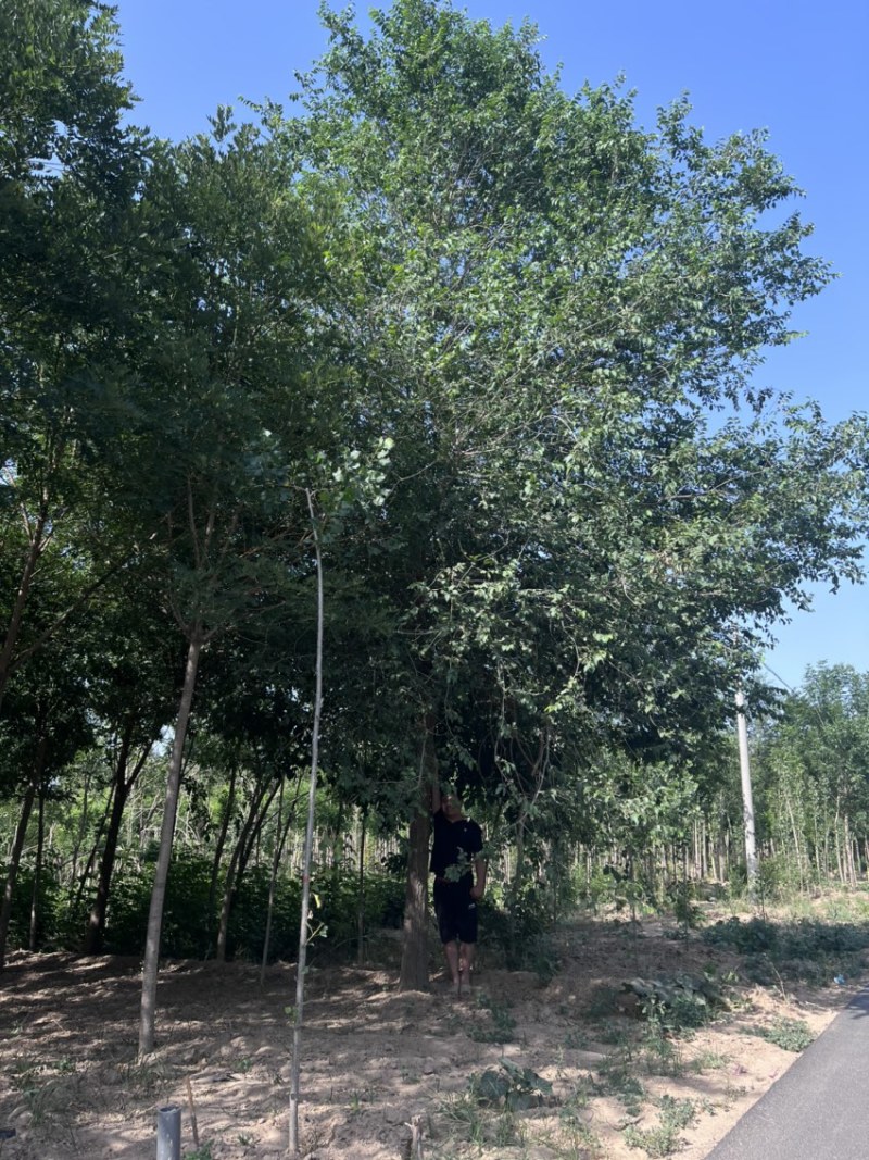 大量出售榆树/榆树小苗/2到30公分榆树