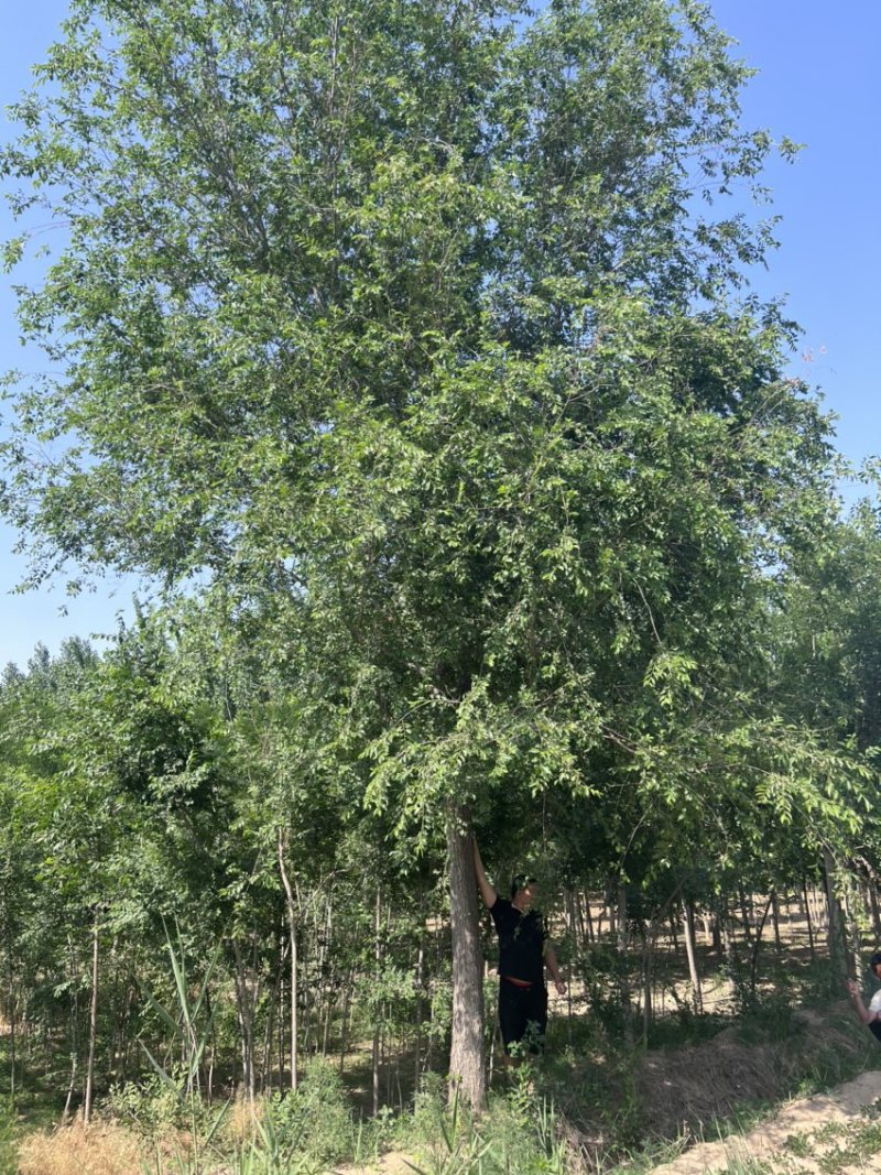 大量出售榆树/榆树小苗/2到30公分榆树
