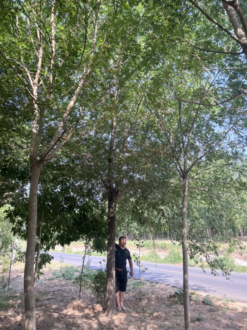 大量出售榆树/榆树小苗/2到30公分榆树