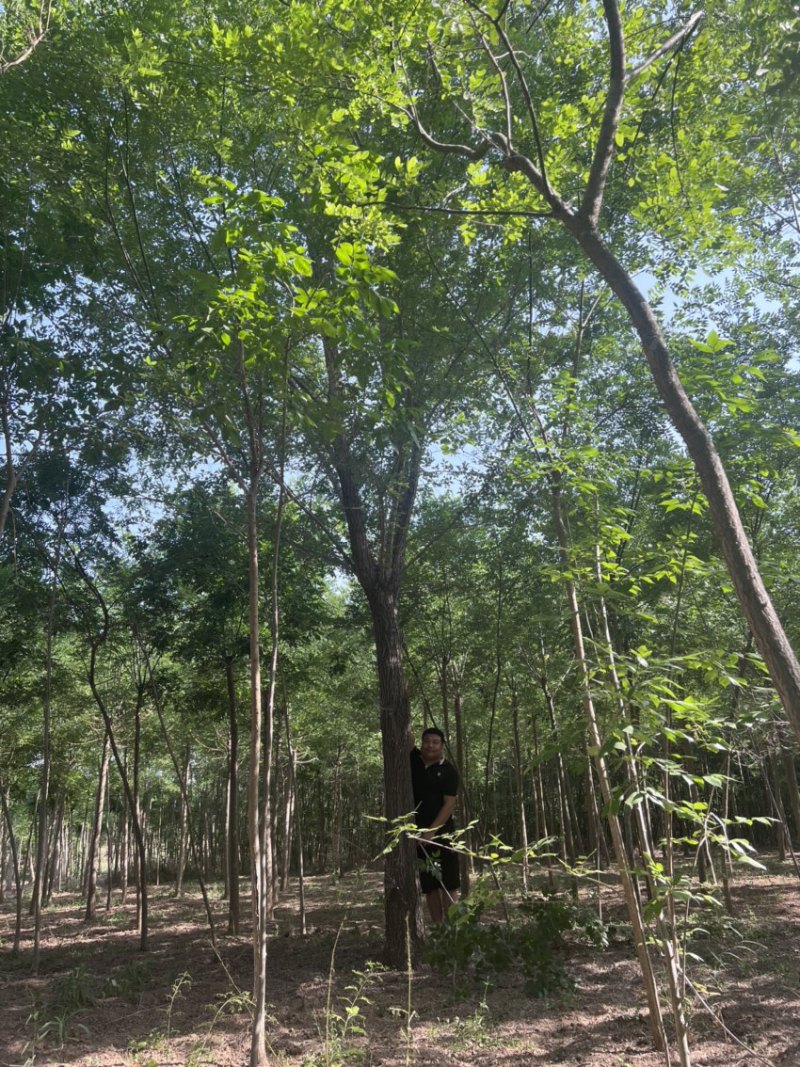 大量出售榆树/榆树小苗/2到30公分榆树