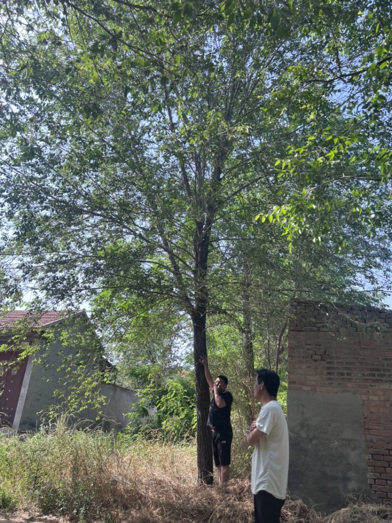大量出售榆树/榆树小苗/2到30公分榆树