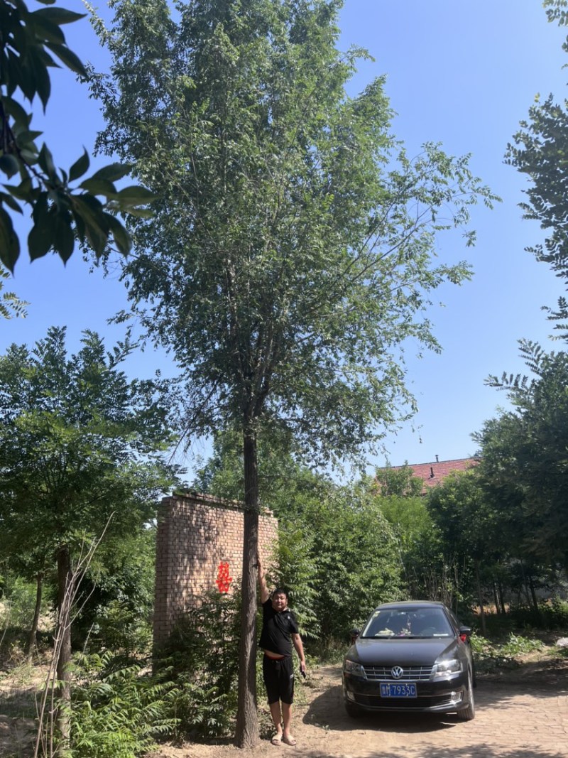 大量出售榆树/榆树小苗/2到30公分榆树
