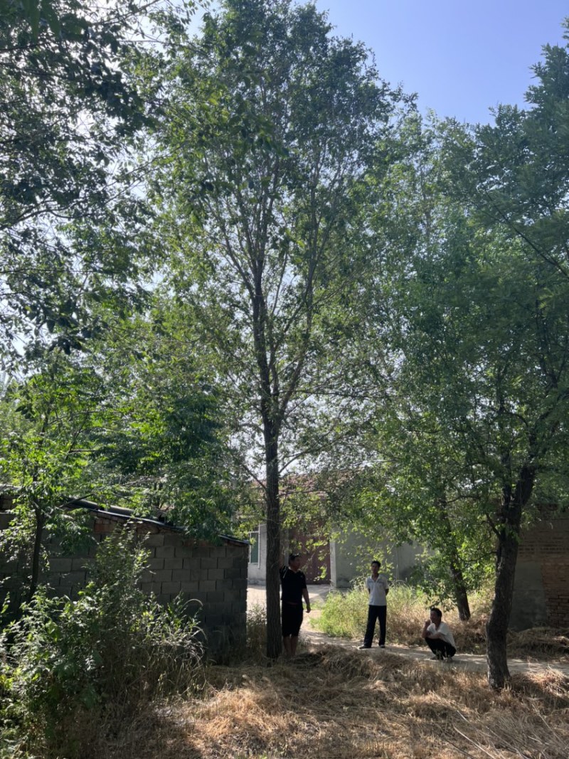 大量出售榆树/榆树小苗/2到30公分榆树