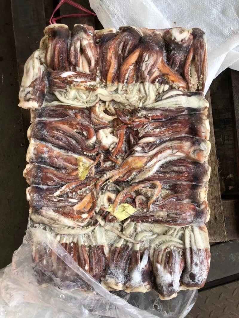 鱿鱼鱿鱼头大鱿鱼大鱿鱼头