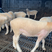 推荐养殖山西甘肃青海养殖澳洲白羊提供养殖技术包送货