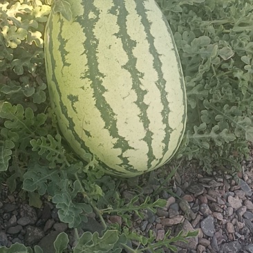 宁夏中卫硒砂瓜