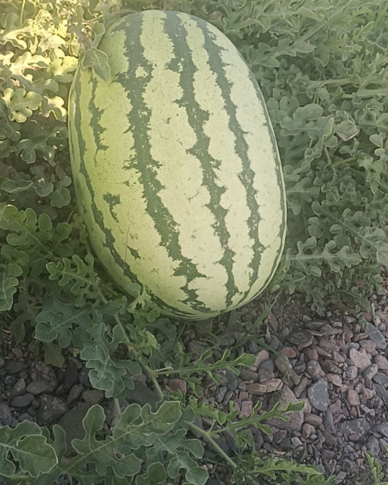 宁夏中卫硒砂瓜