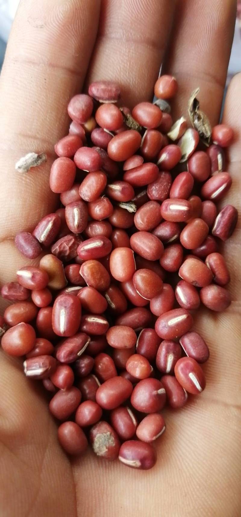 出售东北大豆，寻求老板前来合作收购，可以代收，原粮充足。