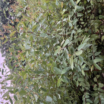 桉树