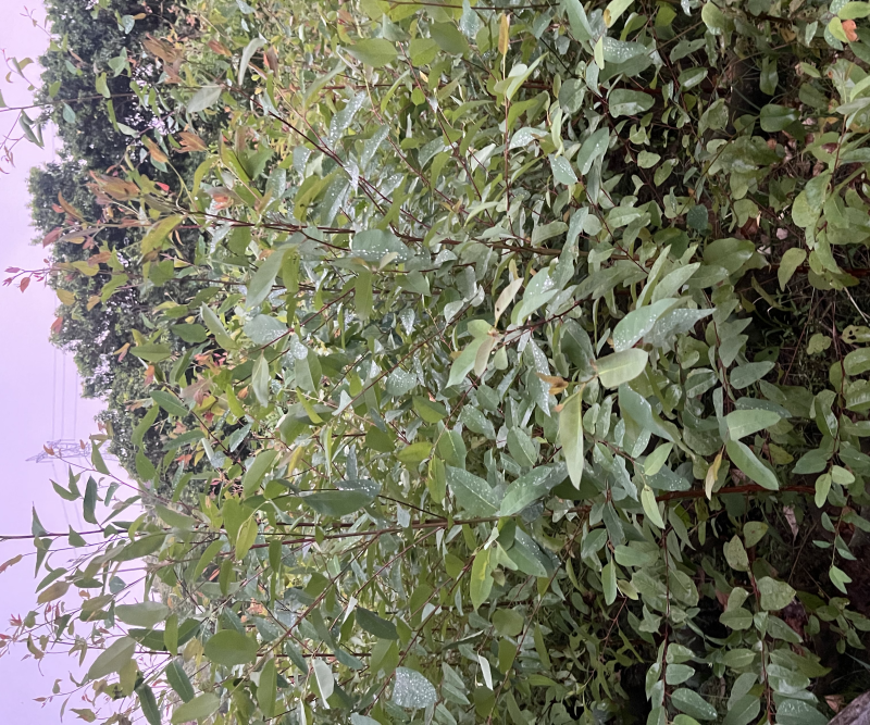 桉树