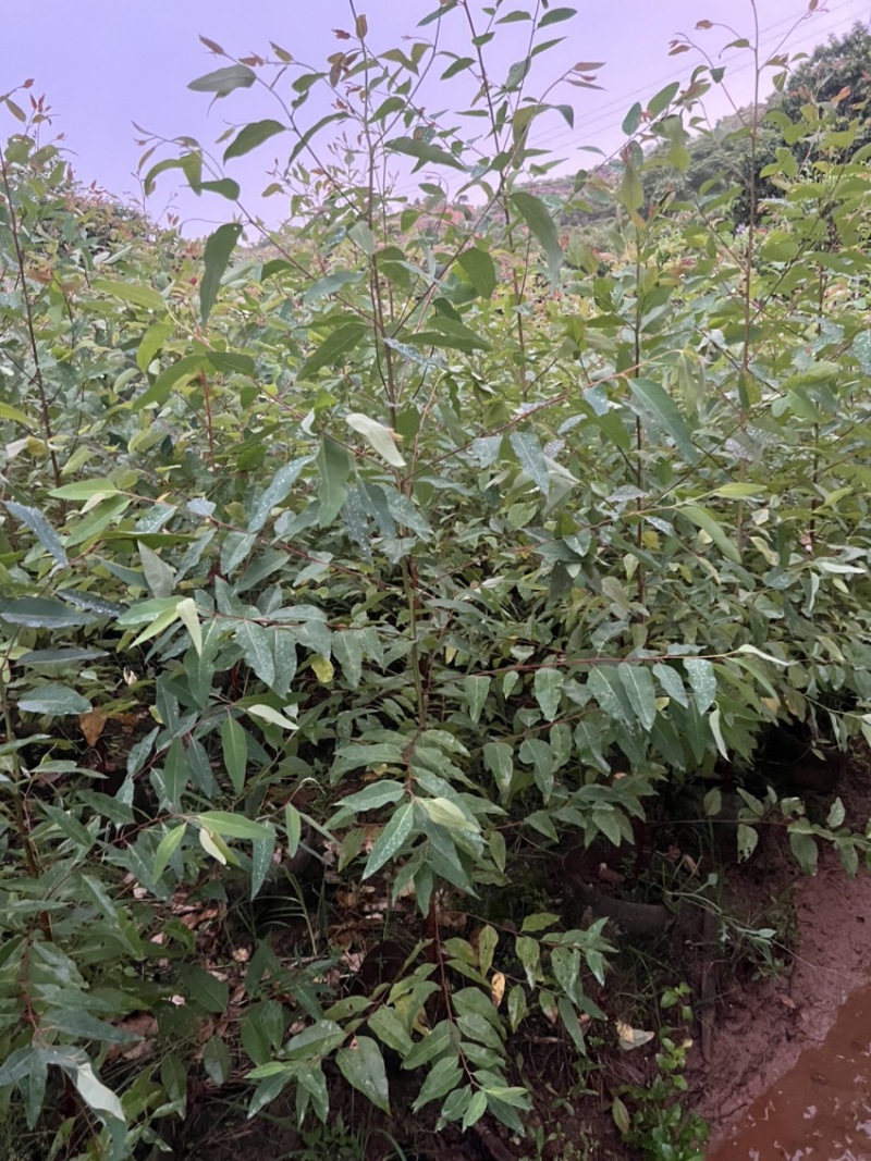桉树