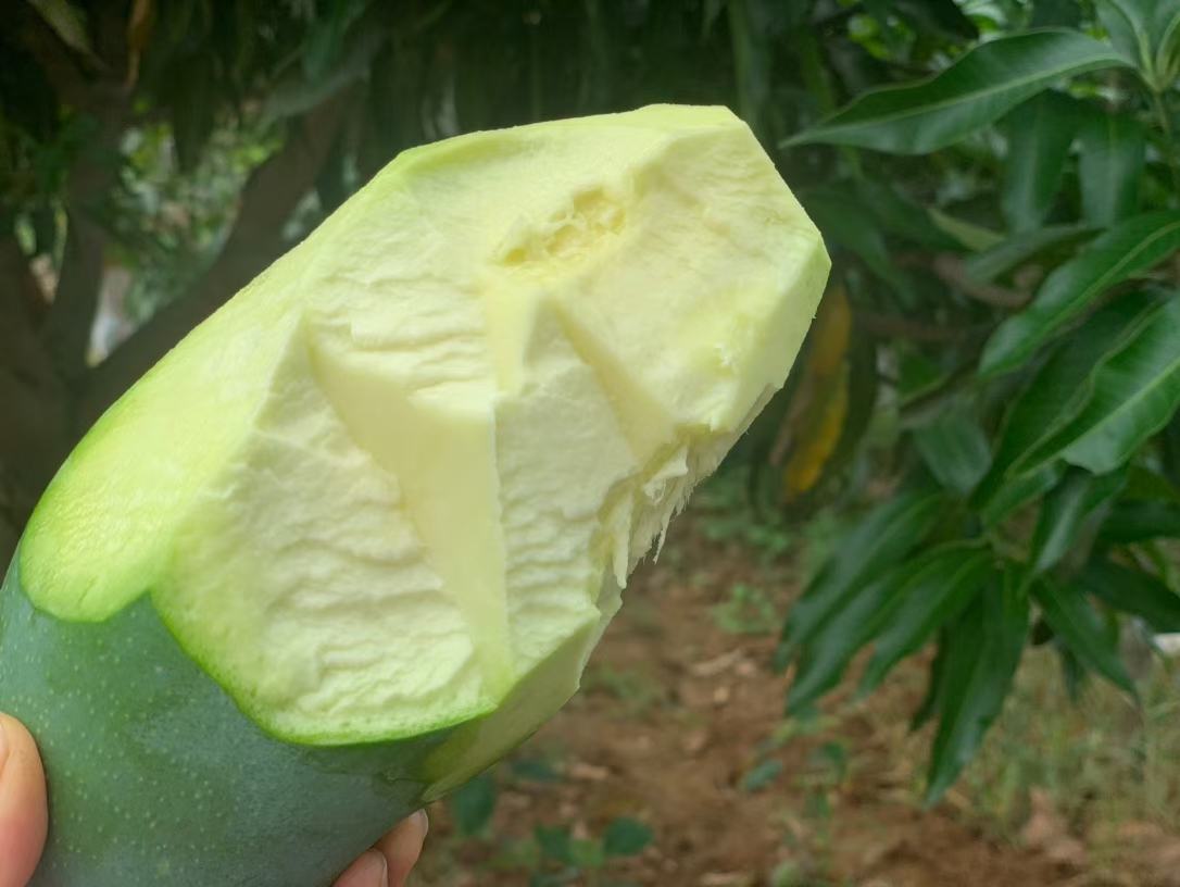 芒果果肉与黑色粗茎对比图