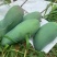 华坪大青芒金煌芒5斤8斤9斤大果8两起，皮薄肉多核小
