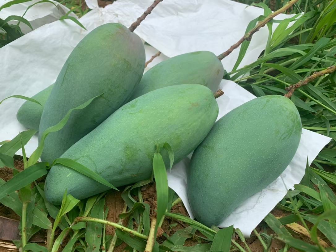 催熟中的青芒果