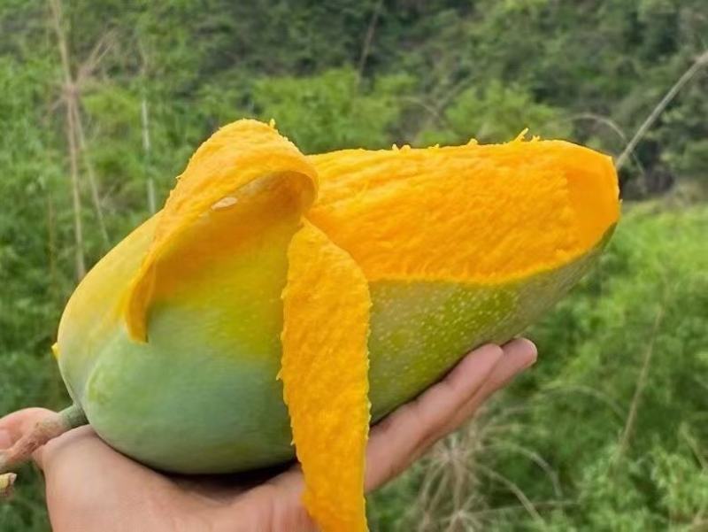 华坪大青芒金煌芒5斤8斤9斤大果8两起，皮薄肉多核小