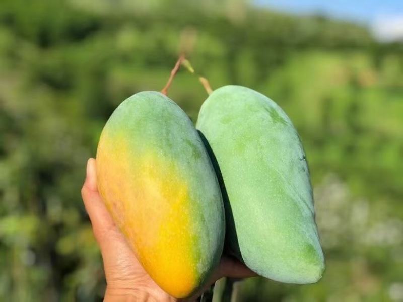 华坪大青芒金煌芒5斤8斤9斤大果8两起，皮薄肉多核小