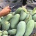 华坪大青芒金煌芒5斤8斤9斤大果8两起，皮薄肉多核小