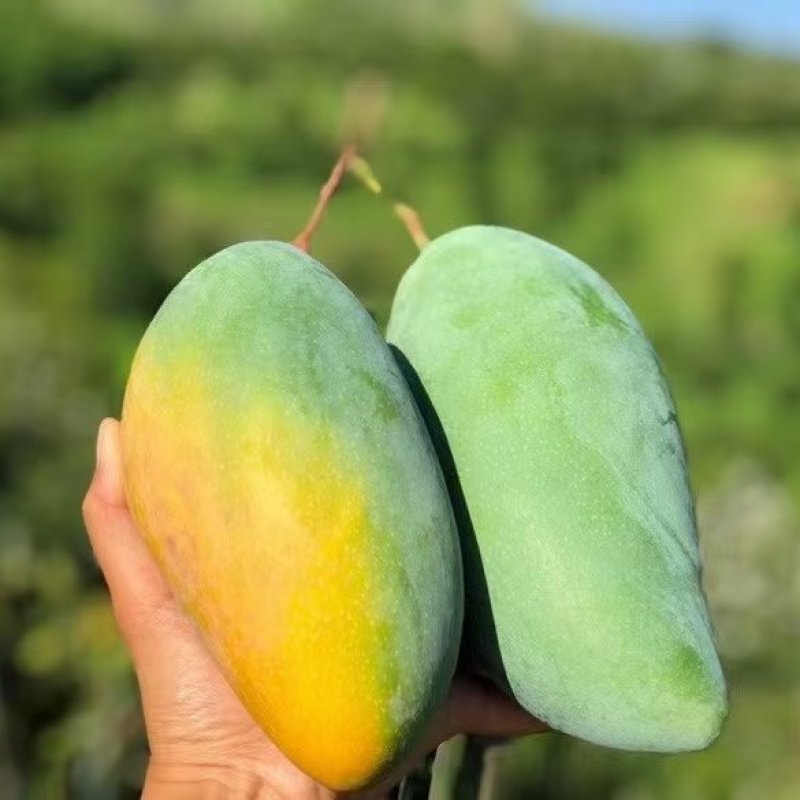 华坪大青芒金煌芒5斤8斤9斤大果8两起，皮薄肉多核小