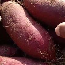 精品紫薯开始出货欢迎各大商家，市场，电商，商超订购质优价