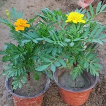 租摆孔雀草盆栽大量现货时令草花路边栽种花期较长