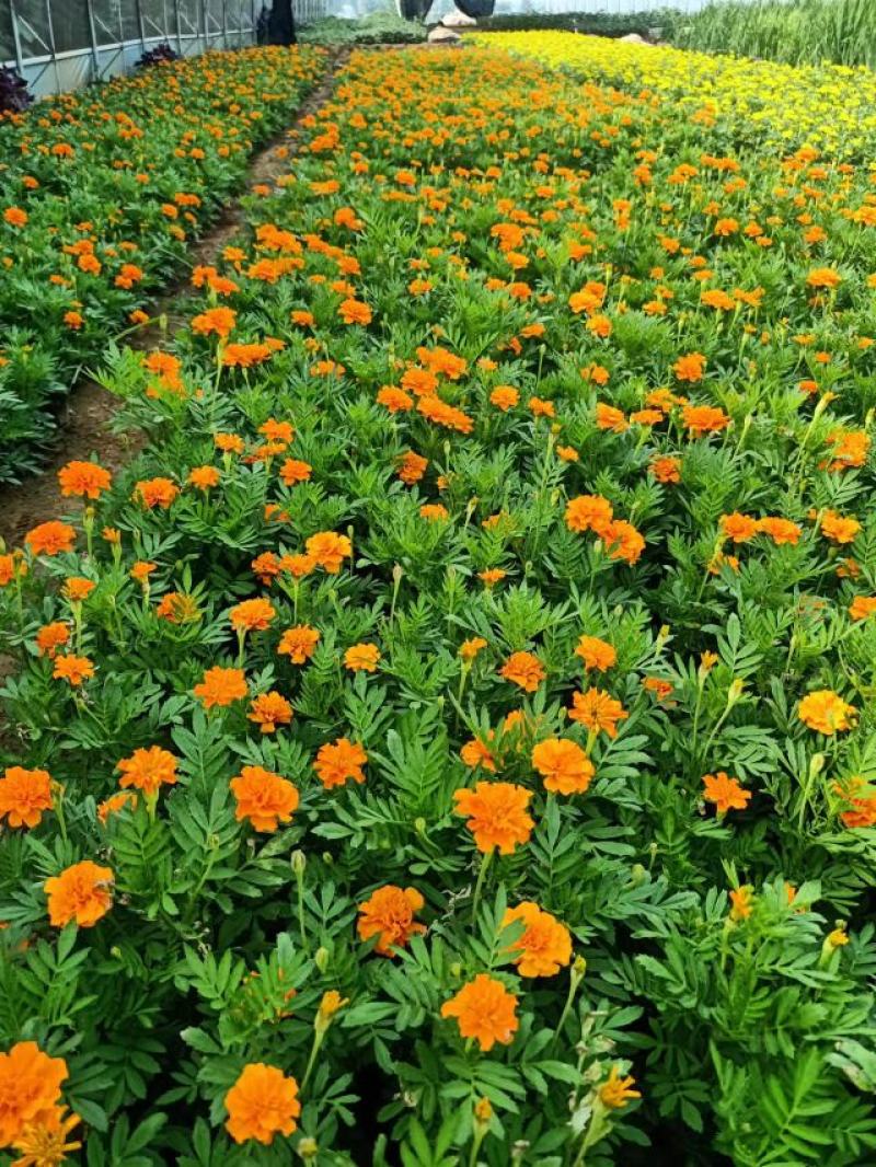 租摆孔雀草盆栽大量现货时令草花路边栽种花期较长