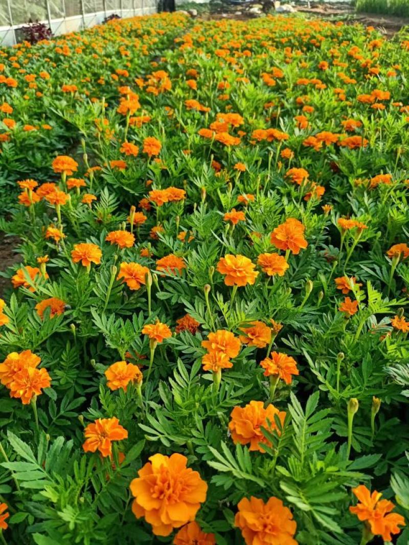 租摆孔雀草盆栽大量现货时令草花路边栽种花期较长