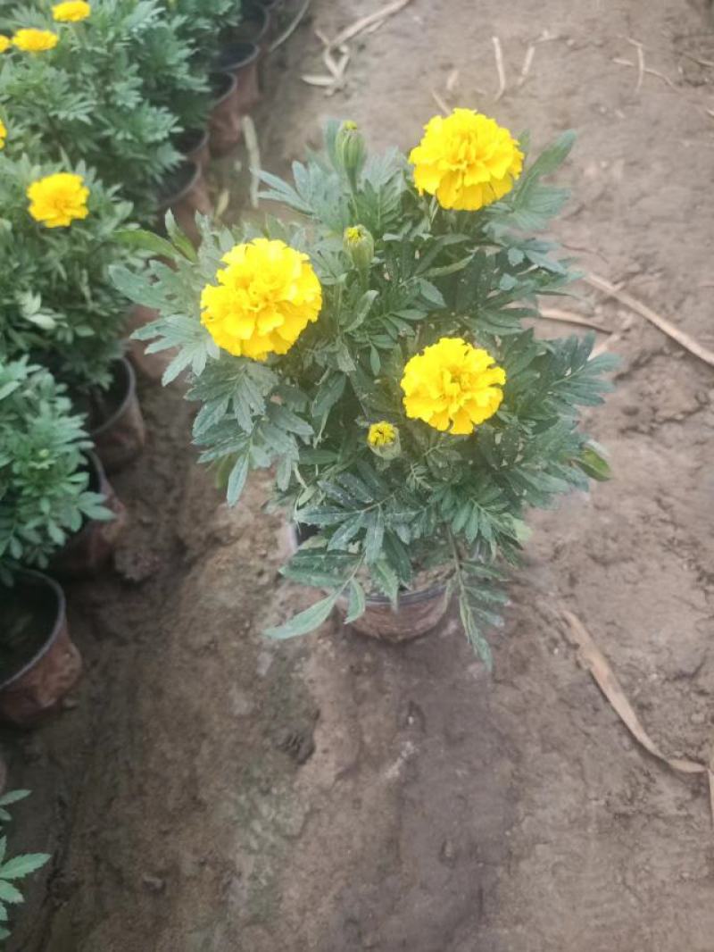 租摆孔雀草盆栽大量现货时令草花路边栽种花期较长