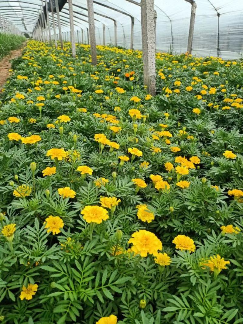 租摆孔雀草盆栽大量现货时令草花路边栽种花期较长