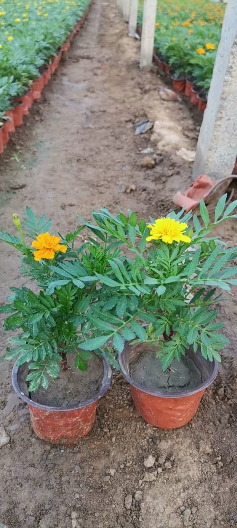 租摆孔雀草盆栽大量现货时令草花路边栽种花期较长