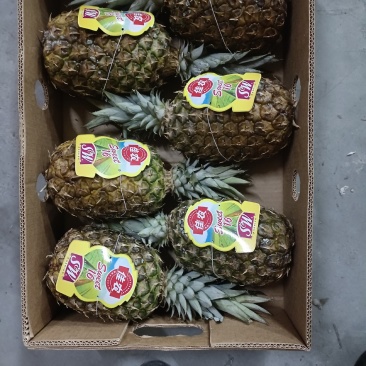 凤梨特价，十元一件