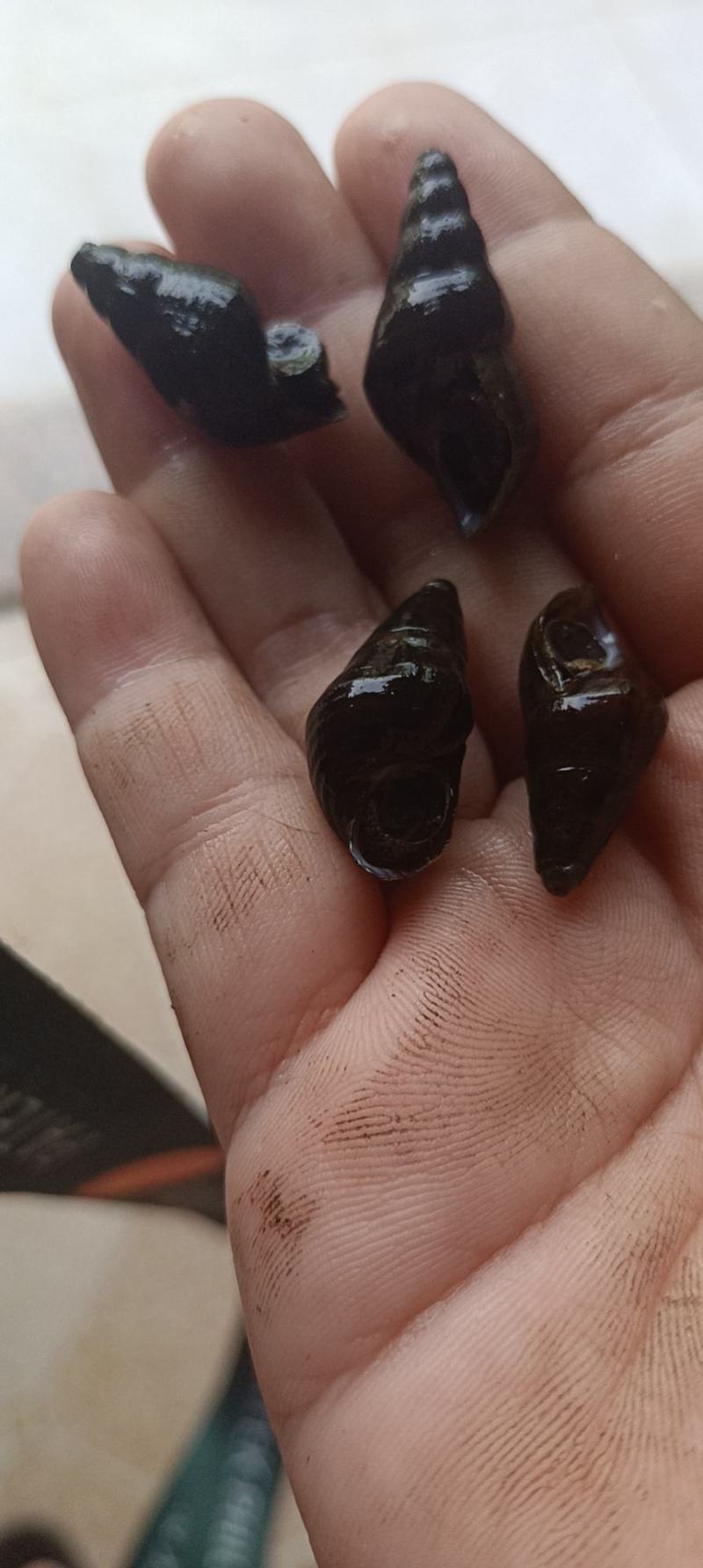山坑螺，光滑身的，珍珠螺