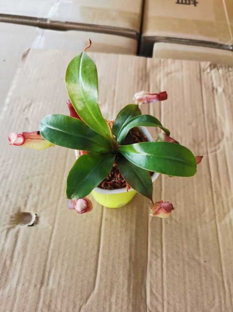 猪笼草
